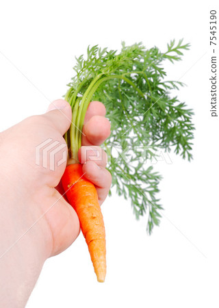 Carrot in hand Carrot in hand 7545190
