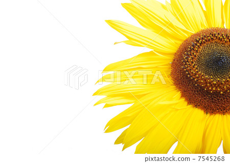 Beautiful yellow flower, colorful sunflower Beautiful yellow flower, colorful sunflower 7545268