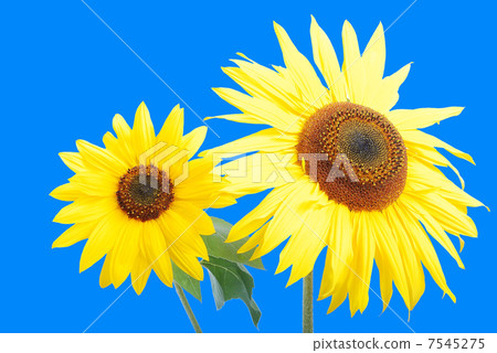 Beautiful yellow flower, colorful sunflower Beautiful yellow flower, colorful sunflower 7545275