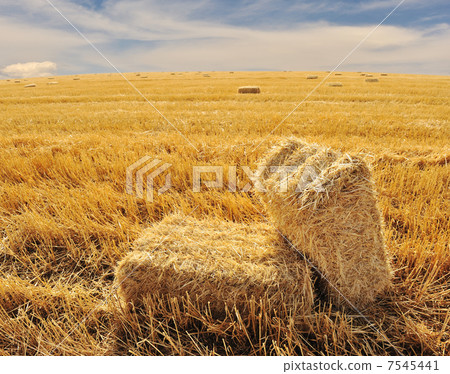 On the field, ending summer 7545441