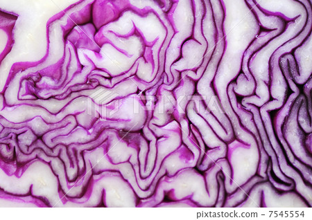 Cabbage vegetable background, closeup 7545554