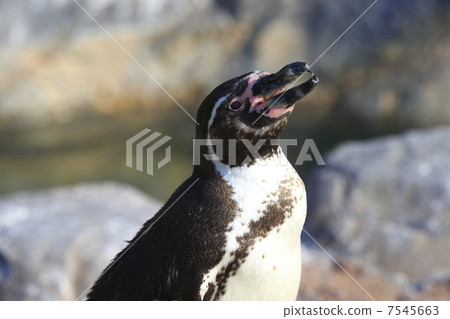 Humboldt Penguin Humboldt Penguin 7545663