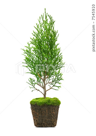 thuja 7545910