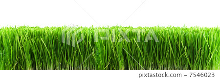 grass 7546023