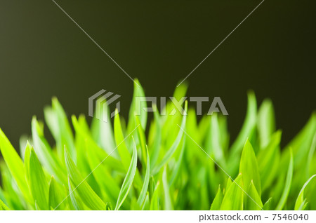 grass 7546040