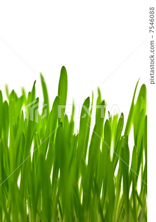 grass 7546088
