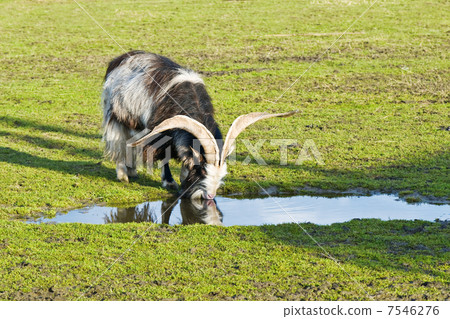 goat 7546276