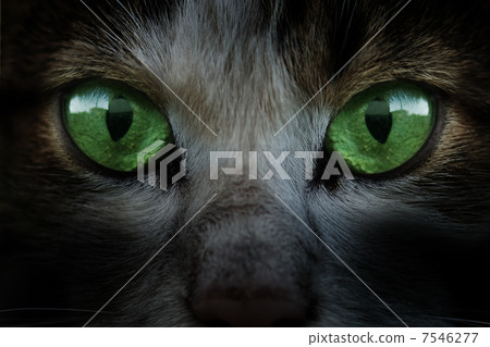 eyes 7546277