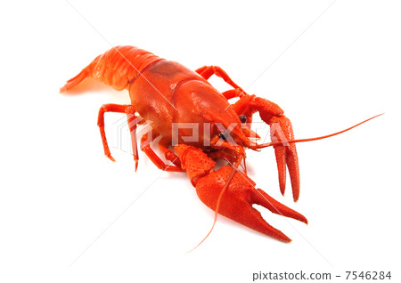 crustacean crustacean 7546284