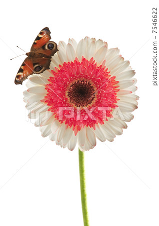 butterfly butterfly 7546622