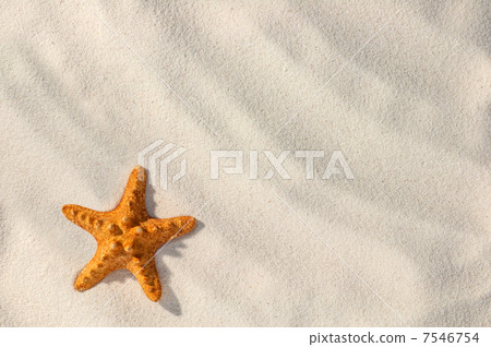 starfish starfish 7546754