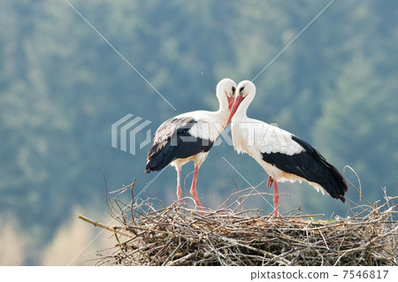 stork 7546817