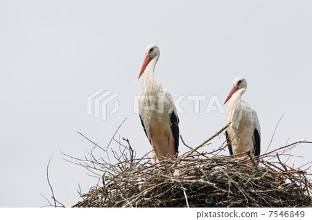 stork stork 7546849