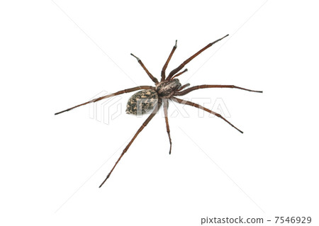 spider spider 7546929