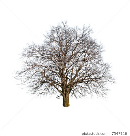 tree tree 7547116