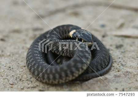 snake snake 7547293