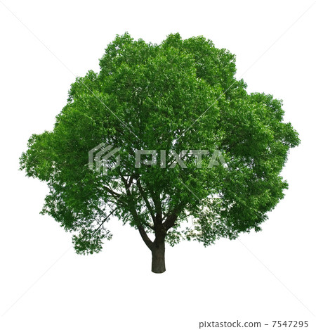 tree tree 7547295