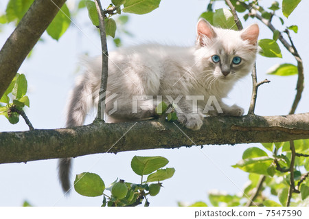 cat cat 7547590