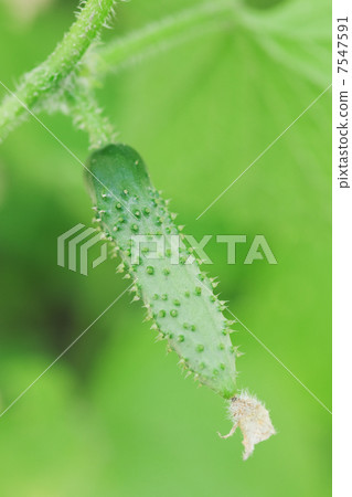 cucumber cucumber 7547591