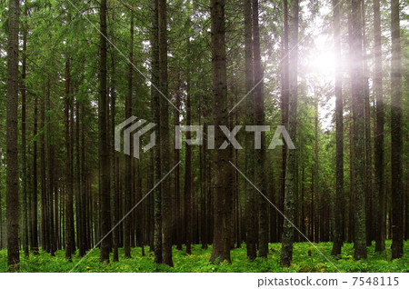forest forest 7548115