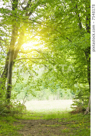 forest forest 7548178