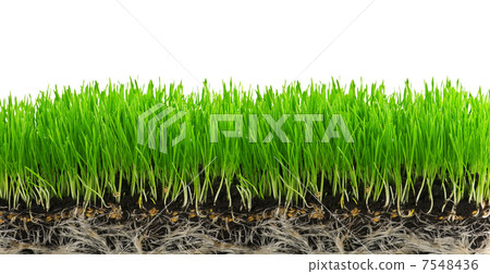 grass 7548436