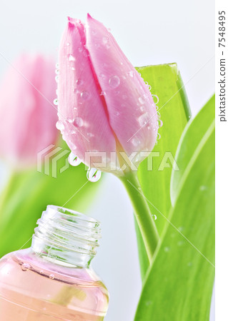tulip 7548495