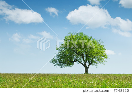 tree tree 7548520