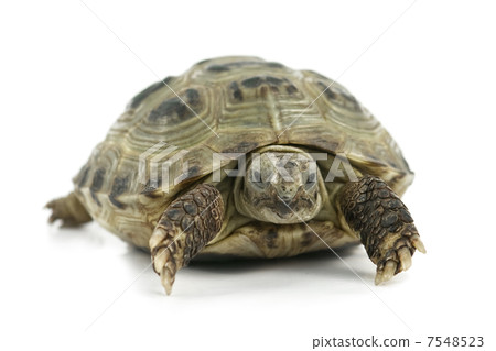 tortoise 7548523