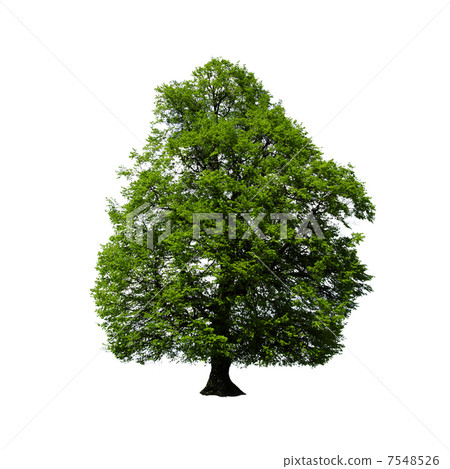tree tree 7548526