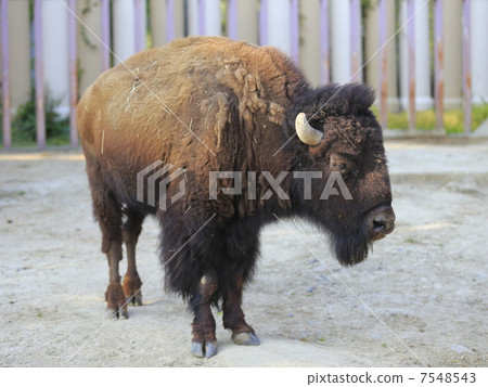 American bison American bison 7548543