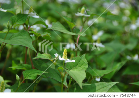 魚腥草 魚腥草 7548744