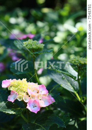 繡球 7548781