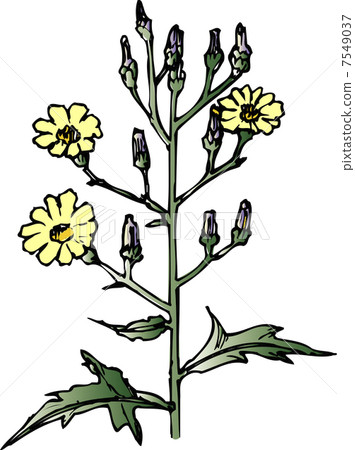 Akinonogeshi Akinonogeshi 7549037