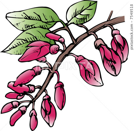 America Deigo America Deigo 7549518