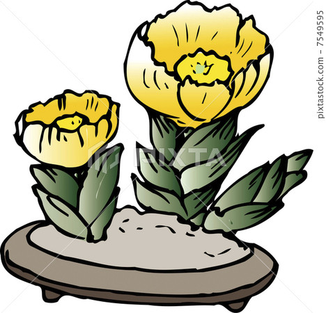 Adonis ramosa 7549595