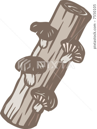 Shiitake cultivation 7550105