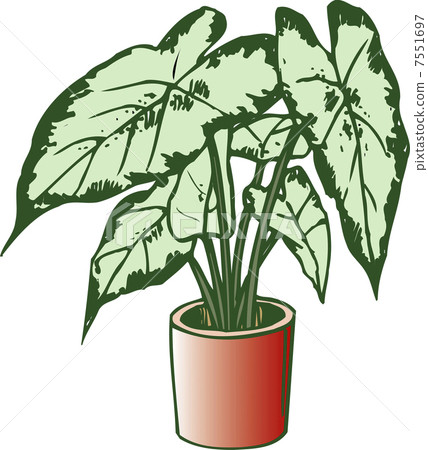 Cadarium Cadarium 7551697