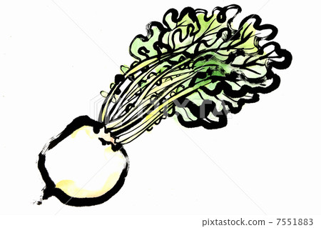 Shogoin Daikon Shogoin Daikon 7551883