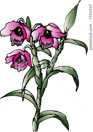 Dendrobium 7552037