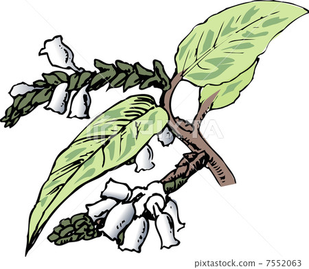 America Iwananten 7552063