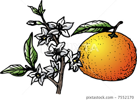 Natsumikan Natsumikan 7552170