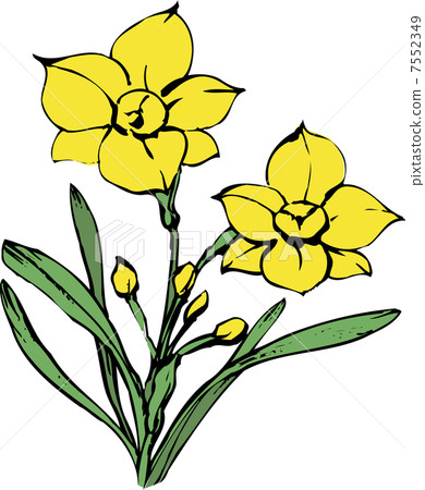 Daffodil - Stock Illustration [7552349] - PIXTA