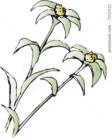 Haya Chinensis 7552412