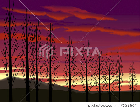 Poplar trees in evening scenery Poplar trees in evening scenery 7552604