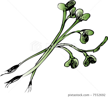 Kaiwai Daikon 7552692