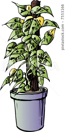 柑子 插圖素材 圖庫