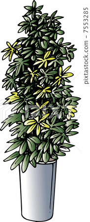 木棉花 木棉花 7553285