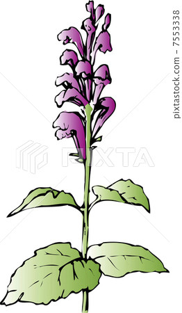 黃芩 黃芩 7553338