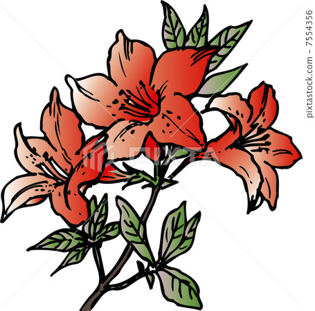 杜鵑花 7554356
